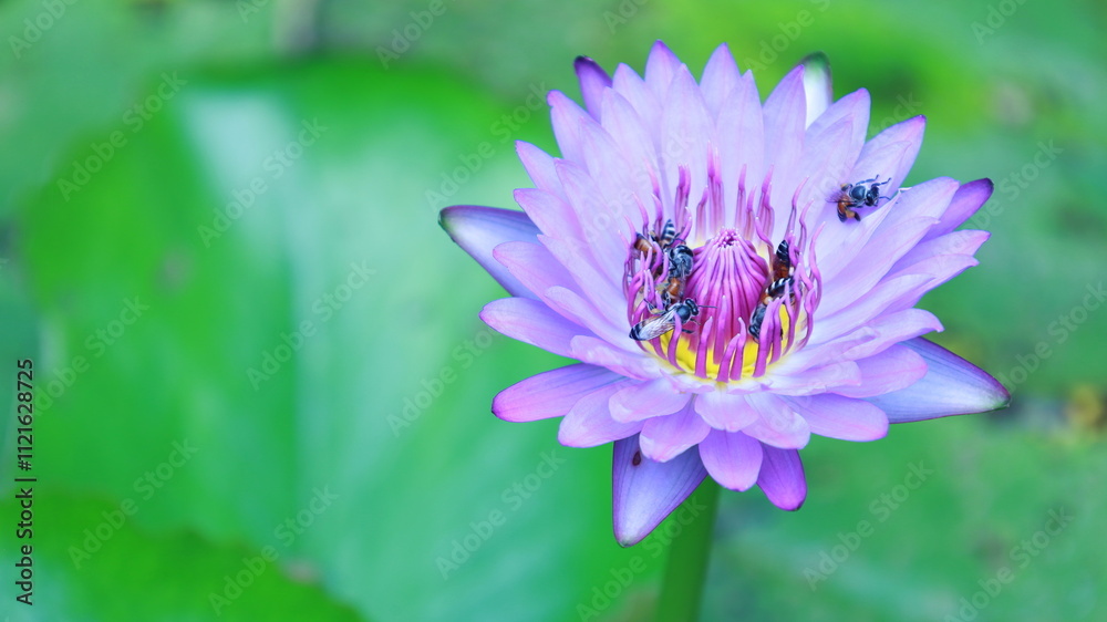 Obraz premium Bees pollinating purple lotus flower. Closeup of bees foraging on beautiful blooming lotus flower on blurred green plants background with copy space. Selective focus