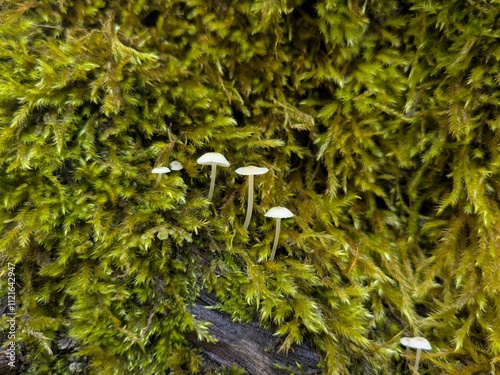 Mycena epipterygia - Lindsey mushrooms grow on moss photo