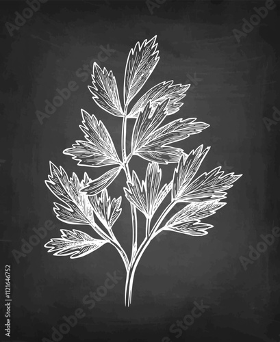 Lovage herb chalk sketch