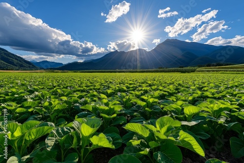 A vibrant photo of irrigation water being absorbed into agricultural fields under a bright sun, illustrating human use in the water cycle photo