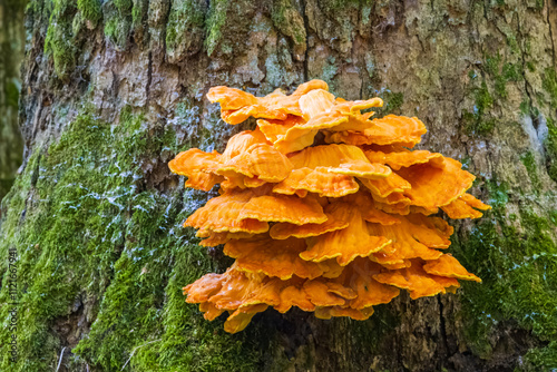 Obraz na płótnie Old giant Sulphur Shelf fungus w salonie