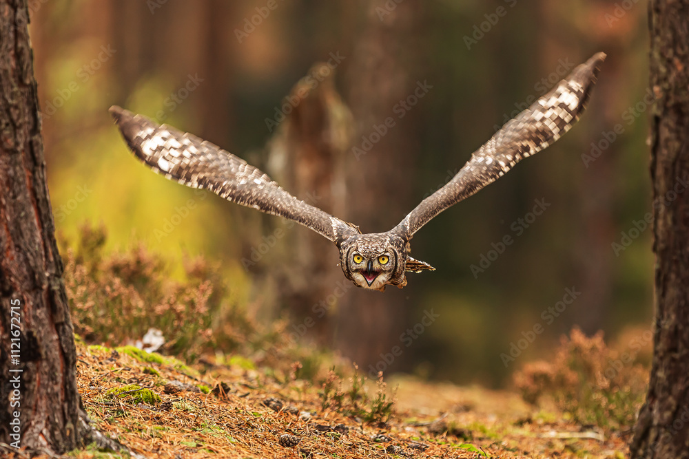 The spotted eagle-owl (Bubo africanus), also known as the African spotted eagle-owl The spotted eagle-owl (Bubo africanus), also known as the African spotted eagle-owl
