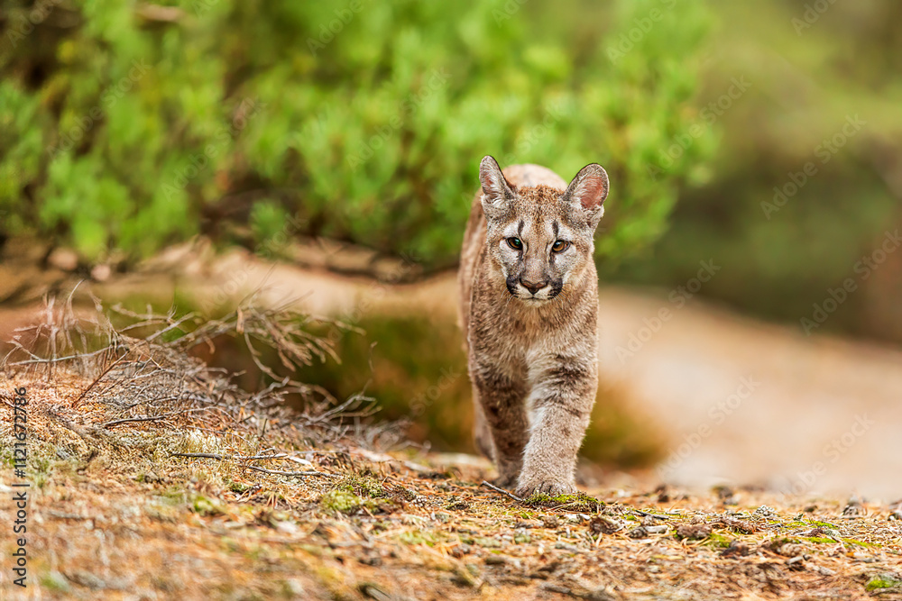 Obraz premium Cougar (Puma concolor), puma, mountain lion, panther, or catamount in the forest