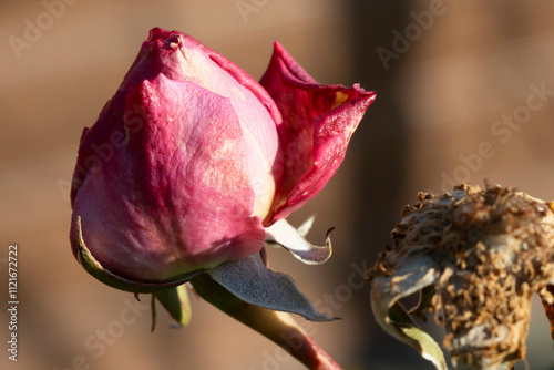 Faded Rose Petal Close-Up in Soft Sunlight