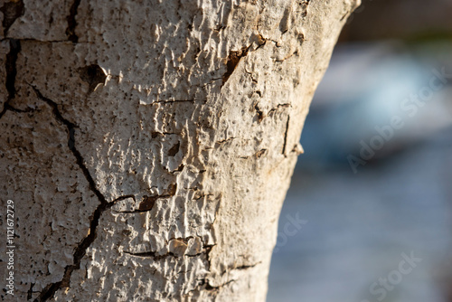 Close-Up of Cracked Tree Bark in Soft Light