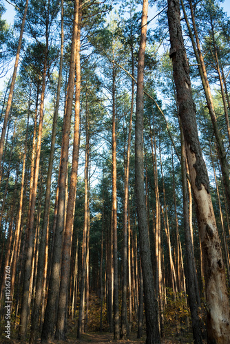 Tall Pine Trees in Sunlit Autumn Forest Landscape