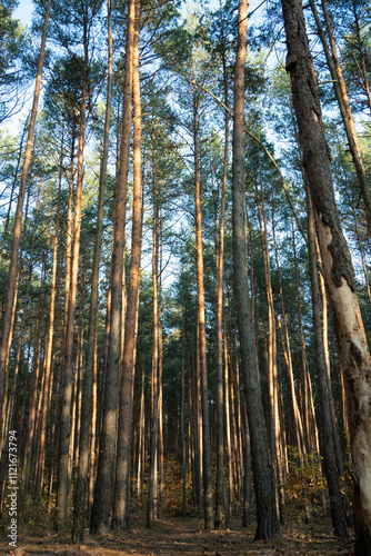 Tall Pine Trees in Sunlit Autumn Forest Landscape