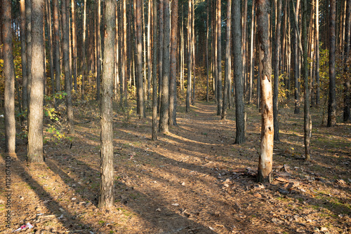 Tall Pine Trees in Sunlit Autumn Forest Landscape