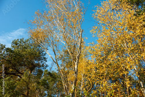 Golden Autumn Forest with Pine Trees and Blue Sky in Tranquil Landscape
