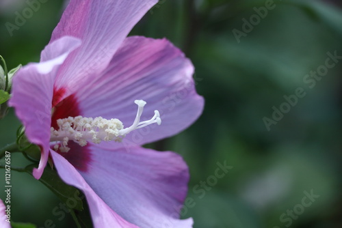 夏の茶室を彩る