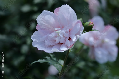 夏の茶室を彩る