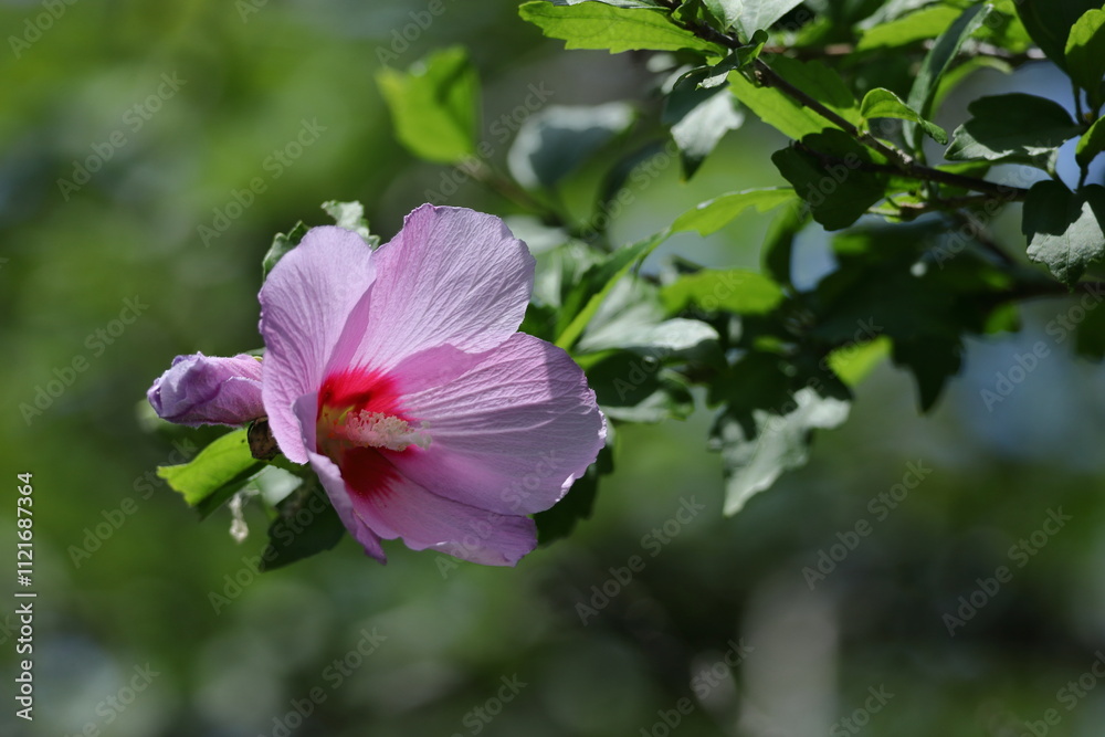 夏の茶室を彩る 夏の茶室を彩る