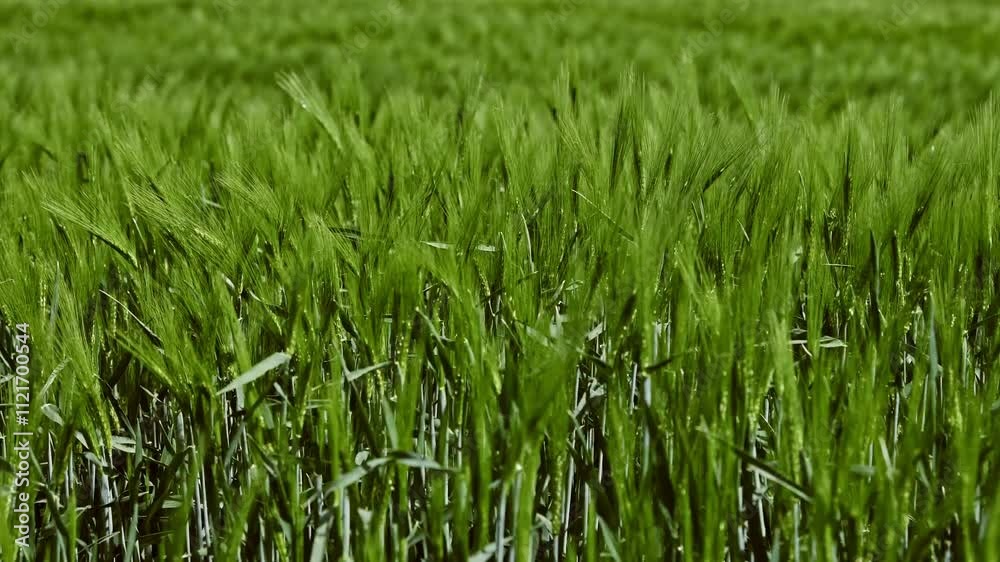Close up view of vibrant green wheat field with dense, healthy crops swaying gently in sunlight, evoking peace and the promise of fruitful harvest Close up view of vibrant green wheat field with dense, healthy crops swaying gently in sunlight, evoking peace and the promise of fruitful harvest