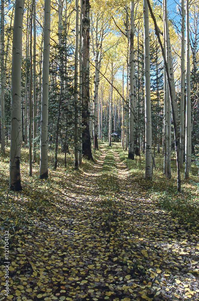 Fototapeta premium Aspen Forest Trail