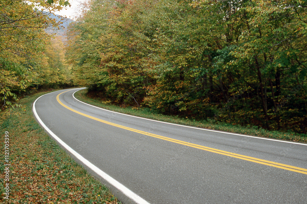 Obraz premium Curving Road through Forest