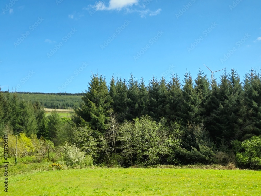 Natural Landscape with Larch Trees and Grassland Under Cloudy Sky