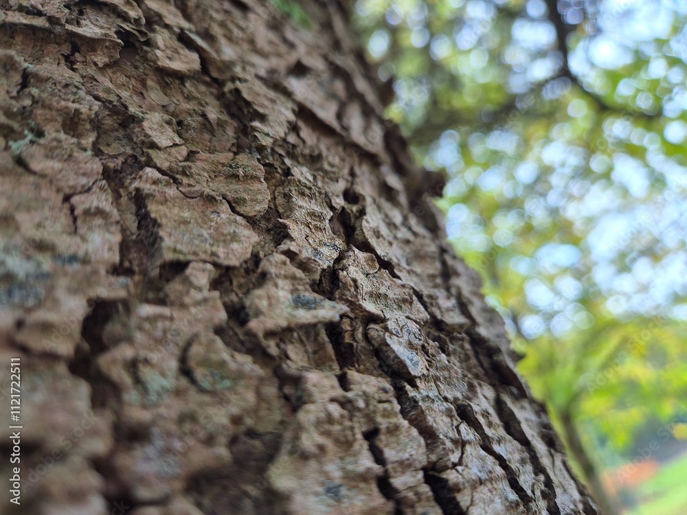 Obraz premium Close view of tree trunk bark pattern