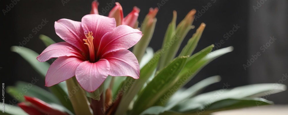 Obraz premium Closeup of Adenium flower with shallow depth of field , macro, plant