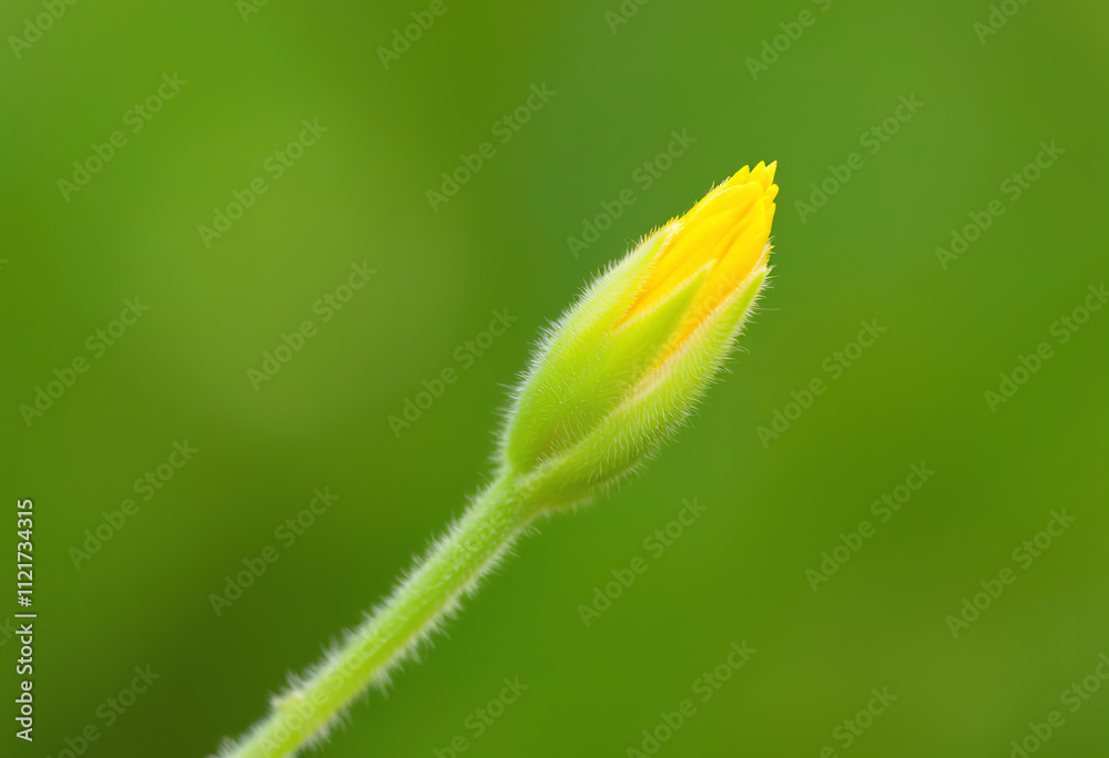 A close-up of a yellow flower bud emerging from a green, fuzzy stem against a blurred green background