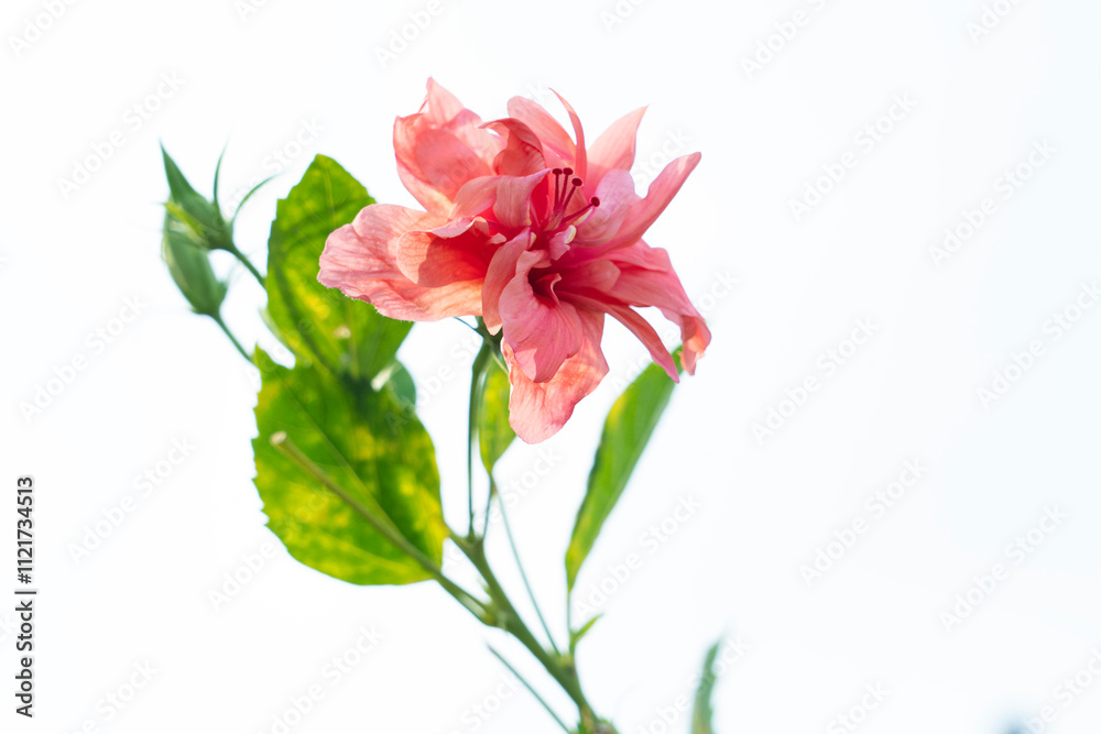 Elegant Peach Hibiscus Bloom in Full Glory
Elegant Peach Hibiscus Bloom in Full Glory