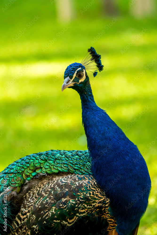 Obraz premium A Portrait of a Peacock