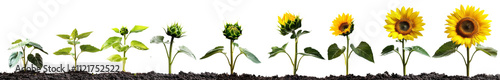 Sunflower growth stages from seedling full bloom in soil