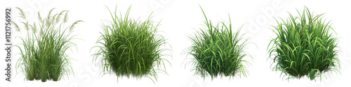 A Set of Lush Green Grass Bushes with Tall Slender Blades on Transparent Background