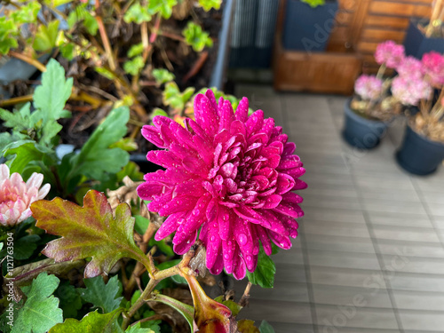 Beautiful pink rode Chrysanthemum balcony garden autumn flowers close up, floral wallpaper background with blooming Chrysanthemums	