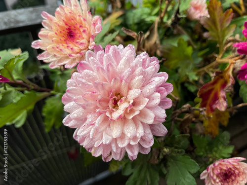 Beautiful pink rode Chrysanthemum balcony garden autumn flowers close up, floral wallpaper background with blooming Chrysanthemums	