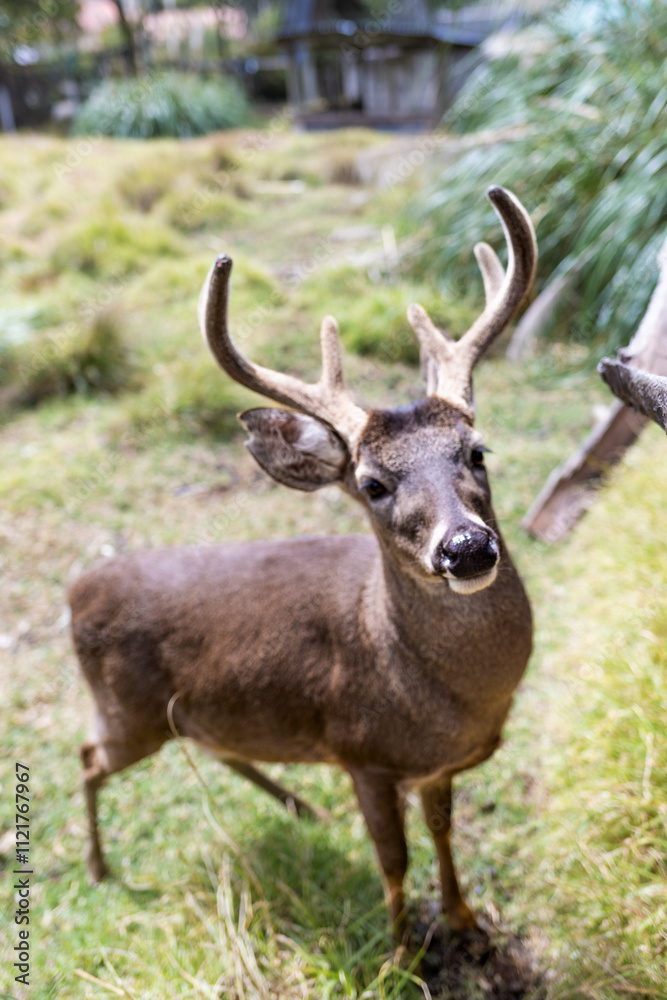 VENADO JOVEN DE COLOR MARRON EN UN ESPACIO VERDE OBSERVANDO VENADO JOVEN DE COLOR MARRON EN UN ESPACIO VERDE OBSERVANDO