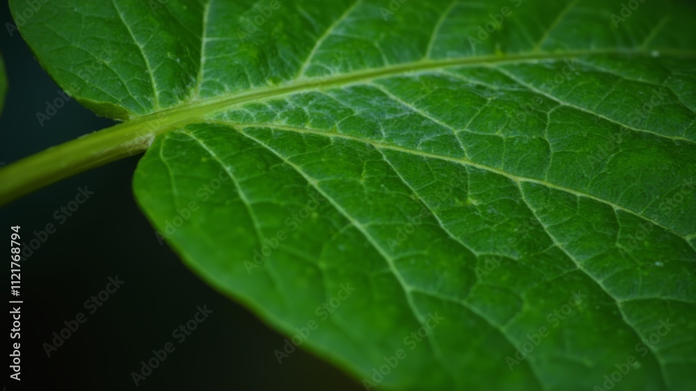 A close up of a green leaf on a plant A close up of a green leaf on a plant