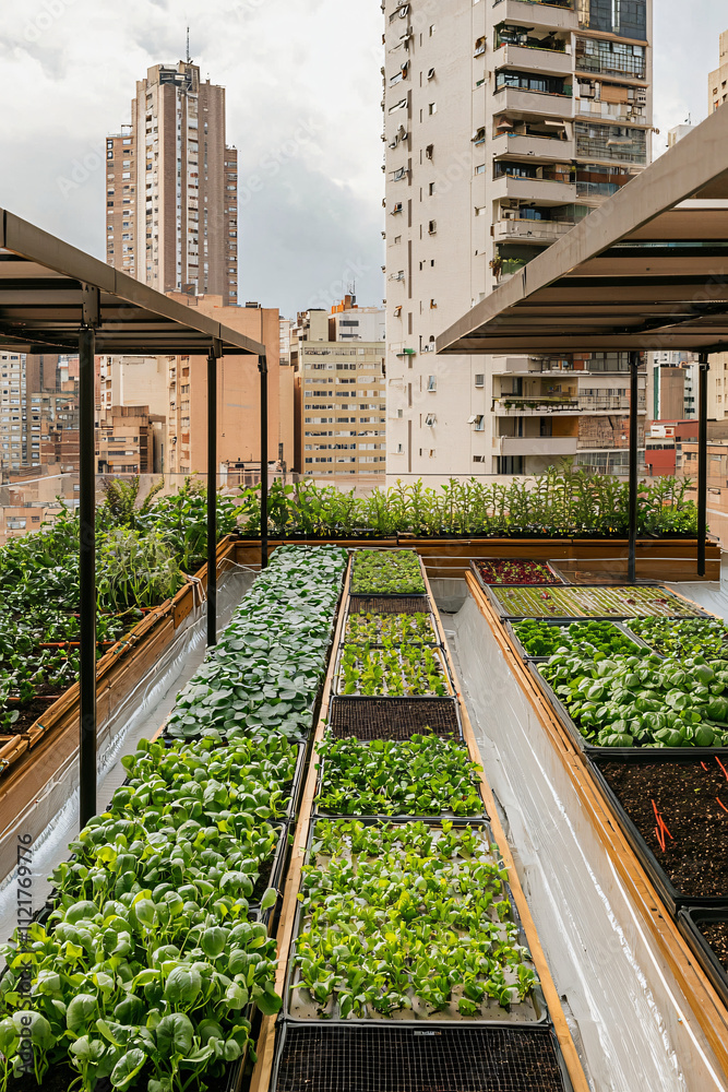 urban rooftop hydroponic garden, innovative agricultural sustainability urban rooftop hydroponic garden, innovative agricultural sustainability
