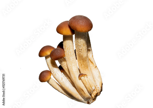 Honey mushrooms isolated on white background 