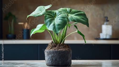 Repotting Philodendron Santa Leopoldina in a cozy home interior showcasing plant care and nurturing for healthy growth and renewal photo