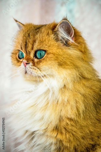 Canvastavla Portrait of a British Longhair