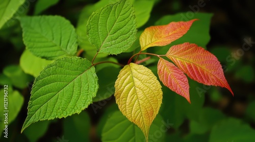 Vibrant summer foliage showcasing the rich diversity of weeds and plants in Ohio's natural landscape photo