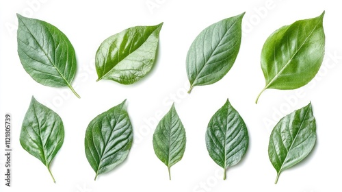 Assorted spring green leaves arranged on a white background showcasing diverse shapes and textures for natural design concepts.