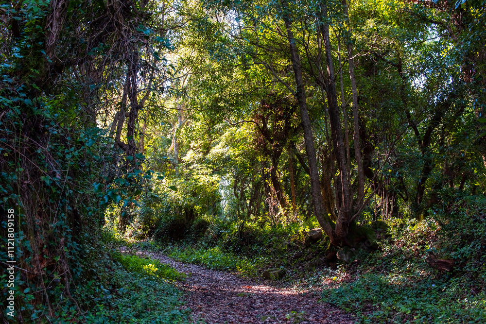 Fototapeta premium Trail in the forest at Doi Inthanon National Park, Thailand.