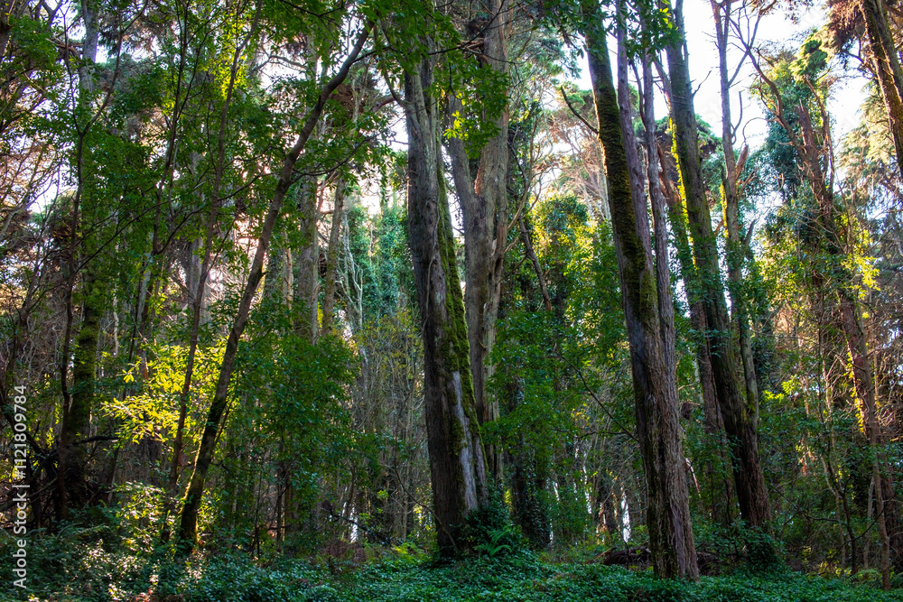 Fototapeta premium Tropical forest at Doi Inthanon National Park, Thailand.