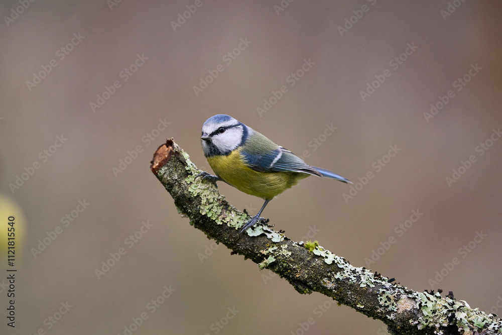 Fototapeta premium Blaumeise
