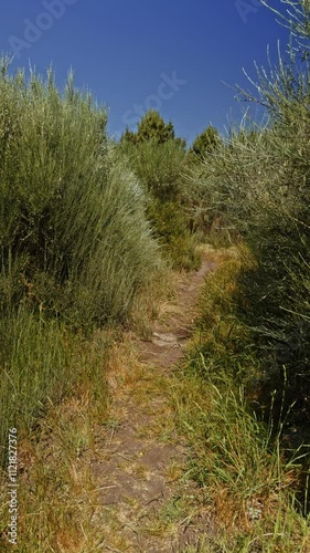 Narrow Dirt Path Through Dense Shrubs