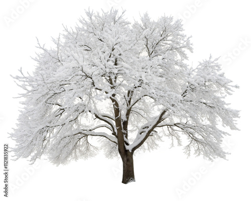 A Tree Covered in Snow on Transparent Background