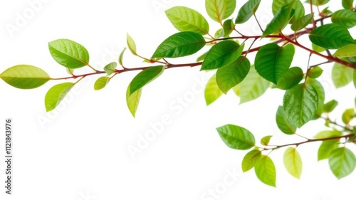 Green living plant branch with vibrant leaves isolated on a white background, with ample blank space in the middle for text or design, blank space, design, white background