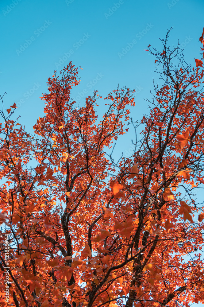 Orange-red maple leaves on the branches in fall Orange-red maple leaves on the branches in fall