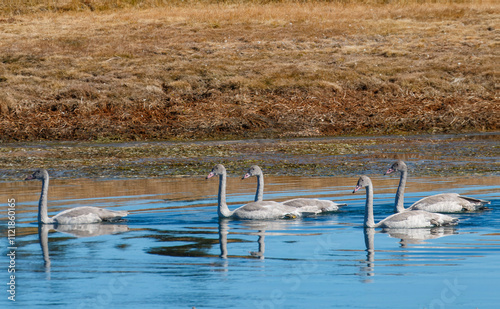 Young Trumpeter Swans on  River in Autumn photo
