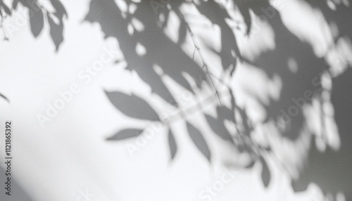Abstract silhouette shadow white background of natural leaves tree branch cast on wall. Transparent blurry shadows leaf in morning sun light.