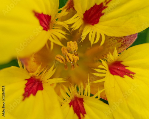 Close-Up of a Bright Yellow Bloom with Intricate Red Highlights and Central Floral Structures in Sharp Focus