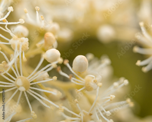 Macro Photography of a Delicate White Flower in Bloom with Soft Golden Bokeh Background in Springtime