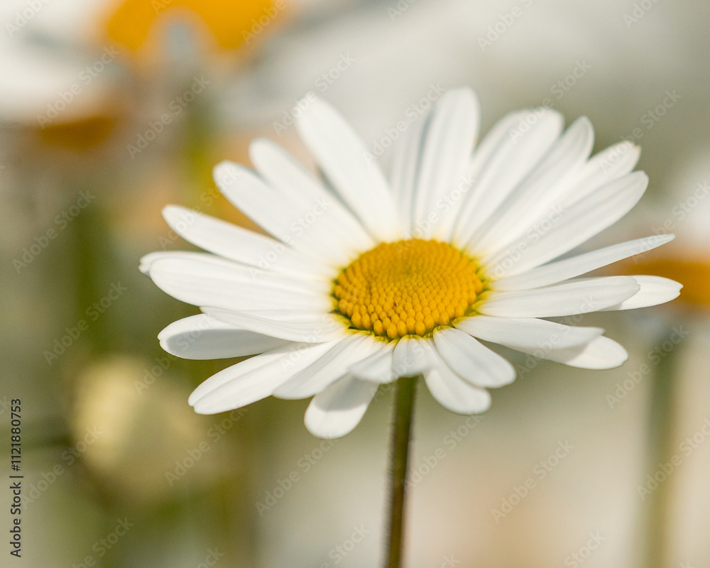 Fototapeta premium Close-Up of a Daisy Flower – Bright White Petals and Yellow Center, Capturing the Simple Beauty and Freshness of Nature in Bloom