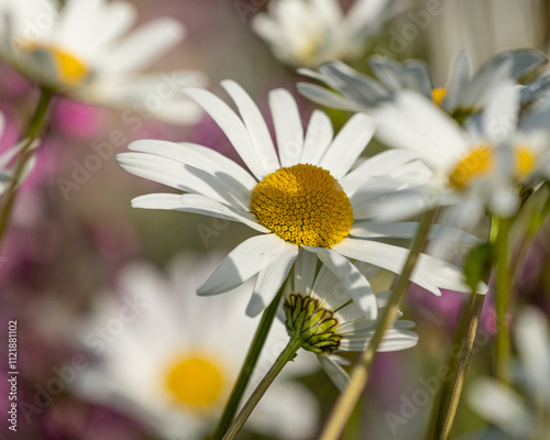 Close-Up of a Daisy Flower – Bright White Petals and Yellow Center, Capturing the Simple Beauty and Freshness of Nature in Bloom